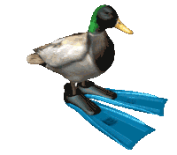 Floating Duck